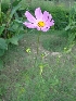  ( - MP1207)  @11 [ ] Copyright (2013) PHCDBS Paul Hebert Centre for DNA Barcoding and Biodiversity Studies