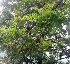  ( - MP5288)  @11 [ ] Copyright (2015) G D Khedkar Paul Hebert Centre For DNA Barcoding And Biodiversity Studies