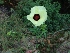  ( - MP1225)  @11 [ ] Copyright (2013) PHCDBS Paul Hebert Centre for DNA Barcoding and Biodiversity Studies