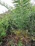  ( - BU303)  @11 [ ] Copyright (2014) PHCDBS Paul Hebert Centre For DNA Barcoding And Biodiversity Studies