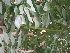  ( - MP1247)  @11 [ ] Copyright (2013) PHCDBS Paul Hebert Centre for DNA Barcoding and Biodiversity Studies