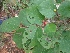 ( - MP1258.1)  @11 [ ] Copyright (2013) PHCDBS Paul Hebert Centre for DNA Barcoding and Biodiversity Studies