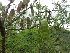  ( - MP1265)  @11 [ ] Copyright (2013) PHCDBS Paul Hebert Centre for DNA Barcoding and Biodiversity Studies