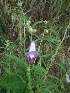  ( - MP1270)  @11 [ ] Copyright (2013) PHCDBS Paul Hebert Centre for DNA Barcoding and Biodiversity Studies