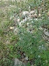 ( - MP1278)  @11 [ ] Copyright (2013) PHCDBS Paul Hebert Centre for DNA Barcoding and Biodiversity Studies