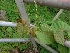  ( - MP744)  @11 [ ] Copyright (2013) PHCDBS Paul Hebert Centre for DNA Barcoding and Biodiversity Studies