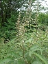  ( - MP1281)  @11 [ ] Copyright (2013) PHCDBS Paul Hebert Centre for DNA Barcoding and Biodiversity Studies