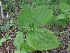  ( - MP746)  @11 [ ] Copyright (2013) PHCDBS Paul Hebert Centre for DNA Barcoding and Biodiversity Studies