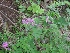  ( - MP749)  @11 [ ] Copyright (2013) PHCDBS Paul Hebert Centre for DNA Barcoding and Biodiversity Studies