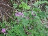  ( - JPTRM-06)  @11 [ ] Copyright (2014) G D Khedkar Paul Hebert Centre For DNA Barcoding And Biodiversity Studies