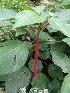  ( - MP1282)  @11 [ ] Copyright (2013) PHCDBS Paul Hebert Centre for DNA Barcoding and Biodiversity Studies