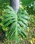  ( - MP5307)  @11 [ ] Copyright (2015) G D Khedkar Paul Hebert Centre For DNA Barcoding And Biodiversity Studies
