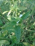  ( - MP346.1)  @11 [ ] Copyright (2014) G D Khedkar Paul Hebert Centre For DNA Barcoding And Biodiversity Studies