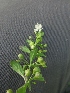  (Scoparia dulcis - MP1306)  @11 [ ] Copyright (2013) PHCDBS Paul Hebert Centre for DNA Barcoding and Biodiversity Studies