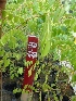  ( - MP1313)  @11 [ ] Copyright (2013) PHCDBS Paul Hebert Centre for DNA Barcoding and Biodiversity Studies
