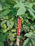  ( - MP1325.1)  @11 [ ] Copyright (2013) PHCDBS Paul Hebert Centre for DNA Barcoding and Biodiversity Studies