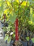  ( - MP1327)  @11 [ ] Copyright (2013) PHCDBS Paul Hebert Centre for DNA Barcoding and Biodiversity Studies