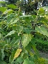  (Ficus arnottiana - MP1328)  @11 [ ] Copyright (2013) PHCDBS Paul Hebert Centre for DNA Barcoding and Biodiversity Studies