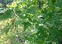  ( - MP5294)  @11 [ ] Copyright (2015) G D Khedkar Paul Hebert Centre For DNA Barcoding And Biodiversity Studies