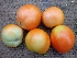 ( - NP26)  @11 [ ] Copyright (2013) PHCDBS Paul Hebert Center for DNA Barcoding and Biodiversity Studies