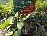  ( - MP1342)  @11 [ ] Copyright (2013) PHCDBS Paul Hebert Centre for DNA Barcoding and Biodiversity Studies