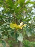  ( - MP1376)  @11 [ ] Copyright (2013) PHCDBS Paul Hebert Centre for DNA Barcoding and Biodiversity Studies