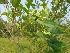 ( - MP1361)  @11 [ ] Copyright (2013) PHCDBS Paul Hebert Centre for DNA Barcoding and Biodiversity Studies