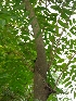  ( - MP261)  @11 [ ] Copyright (2014) G D Khedkar Paul Hebert Centre For DNA Barcoding And Biodiversity Studies