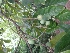  ( - MP1390)  @11 [ ] Copyright (2013) PHCDBS Paul Hebert Centre for DNA Barcoding and Biodiversity Studies