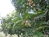 ( - MP1371)  @11 [ ] Copyright (2013) PHCDBS Paul Hebert Centre for DNA Barcoding and Biodiversity Studies