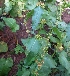  ( - MP5534)  @11 [ ] Copyright (2015) G D Khedkar Paul Hebert Centre For DNA Barcoding And Biodiversity Studies