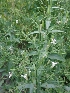  ( - MP1386)  @11 [ ] Copyright (2013) PHCDBS Paul Hebert Centre for DNA Barcoding and Biodiversity Studies