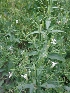  ( - JPTRM-02)  @11 [ ] Copyright (2014) G D Khedkar Paul Hebert Centre For DNA Barcoding And Biodiversity Studies