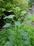 ( - LNP72)  @11 [ ] Copyright (2014) PHCDBS Paul Hebert Centre For DNA Barcoding and Biodiversity Studies