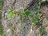  ( - MP1415)  @11 [ ] Copyright (2013) PHCDBS Paul Hebert Centre for DNA Barcoding and Biodiversity Studies