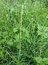 ( - LNP95)  @11 [ ] Copyright (2014) PHCDBS Paul Hebert Centre fo DNA Barcoding And Biodiversity Studise