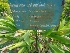  (Curcuma caesia - MP1443)  @11 [ ] Copyright (2013) PHCDBS Paul Hebert Centre for DNA Barcoding and Biodiversity Studies