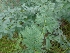  ( - LNP77)  @11 [ ] Copyright (2013) PHCDBS Paul Hebert Center for DNA Barcoding and Biodiversity Studies