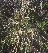  (Fargesia - MP5683)  @11 [ ] Copyright (2015) G D Khedkar Paul Hebert Centre For DNA Barcoding And Biodiversity Studies