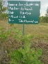  ( - MP1464)  @11 [ ] Copyright (2013) PHCDBS Paul Hebert Centre for DNA Barcoding and Biodiversity Studies