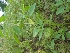  ( - CNP149)  @11 [ ] Copyright (2014) PHCDBS Paul Hebert Centre for DNA Barcoding And Biodiversity Studies