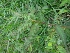  ( - CNP165)  @11 [ ] Copyright (2014) PHCDBS Paul Hebert Centre for DNA Barcoding and Biodiversity Studies