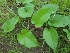  (Operculina - CNP155)  @11 [ ] Copyright (2014) PHCDBS Paul Hebert Centre for DNA Barcoding and Biodiversity Studies