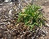  (Morina - MP5684)  @11 [ ] Copyright (2015) G D Khedkar Paul Hebert Centre For DNA Barcoding And Biodiversity Studies