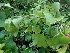  ( - MP1475)  @11 [ ] Copyright (2013) PHCDBS Paul Hebert Centre for DNA Barcoding and Biodiversity Studies