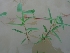  ( - SWNP 124)  @11 [ ] Copyright (2014) PHCDBS Paul Hebert Centre for DNA Barcoding and Biodiversity Studies