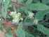 ( - CNP177)  @11 [ ] Copyright (2014) PHCDBS Paul Hebert Centre for DNA Barcoding And Biodiversity Studies