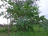  ( - GONP194)  @11 [ ] Copyright (2013) PHCDBS Paul Hebert Center for DNA Barcoding and Biodiversity Studies