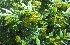  (Zanthoxylum armatum - MP5664)  @11 [ ] Copyright (2015) G D Khedkar Paul Hebert Centre For DNA Barcoding And Biodiversity Studies