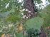 (Triadica - MP1771)  @11 [ ] Copyright (2013) PHCDBS Paul Hebert Centre for DNA Barcoding and Biodiversity Studies